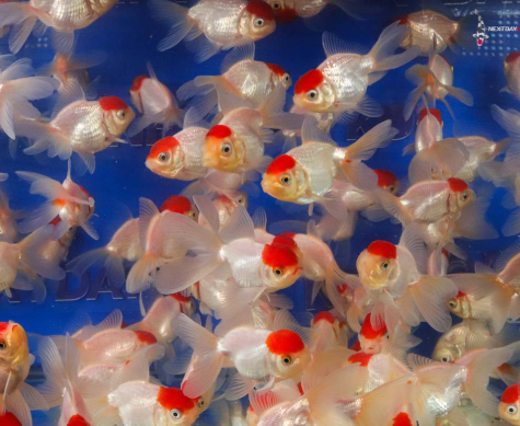 Red Cap gold fish