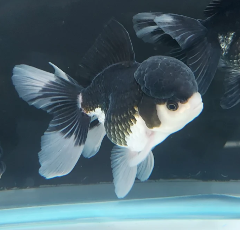 Panda Gold fish