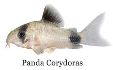 Panda Corydoras