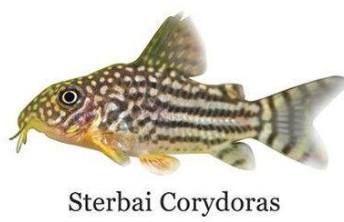 Sterbai Corydora