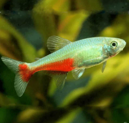 Red Belly Tetra