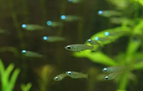 Lamp eye tetra