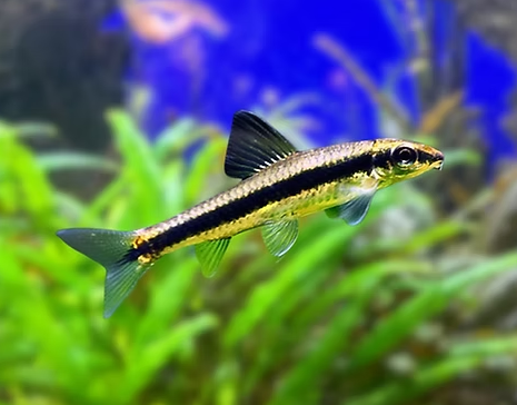 Siamese algare eater
