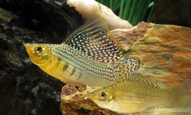 Molly Breeding Pair