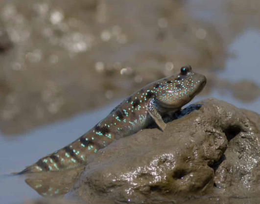 Mudskipper