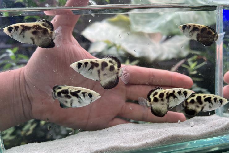 Archer fish