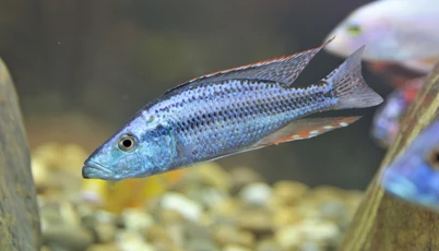 Malawi eyebiter 3 inch