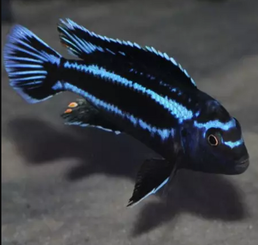 Blue JOHANNII 2.5inch