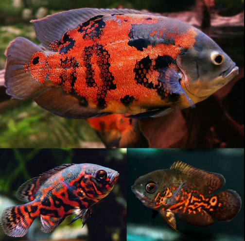 Tiger Oscar