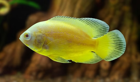 Lemon Oscar