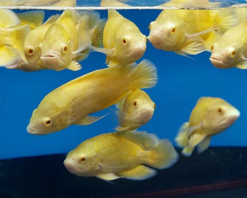 Lemon Oscar