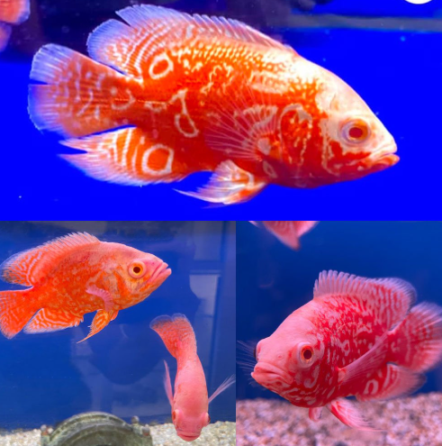 Red Fire Oscar 2.4inches