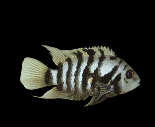 Zebra Convict