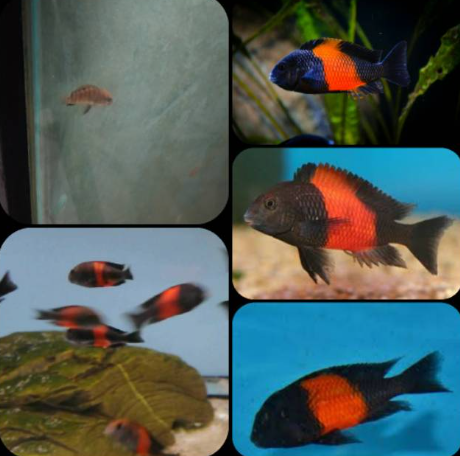 Tropheus Bemba