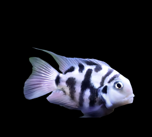 Polar Zebra Parrot