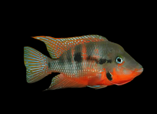 Firemouth