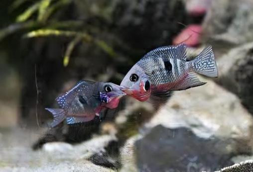 Firemouth