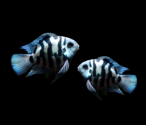 Polar Zebra Parrot