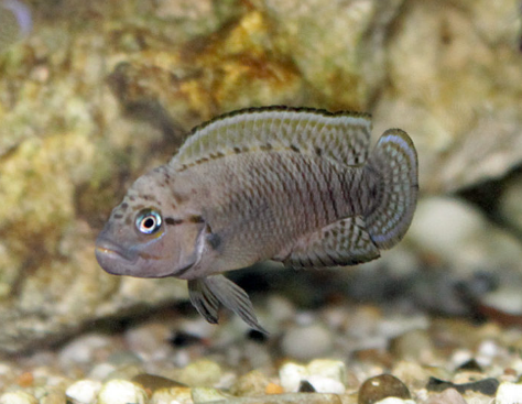 Telmatochromis Temporalis