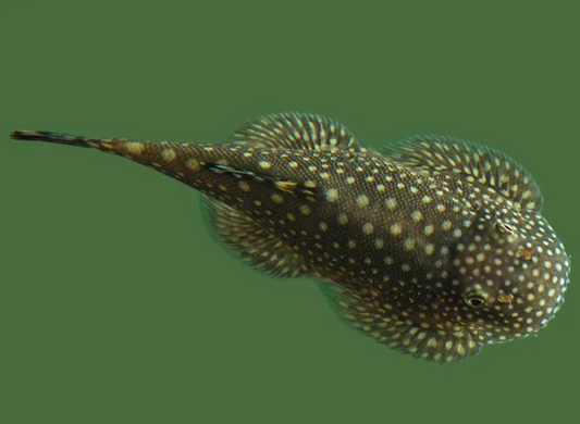 Borneo Sucker