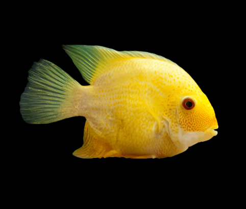 Yellow Severum