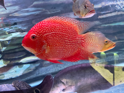 Severum Red Spotted