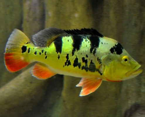 Pecockbass Monoculus (15")