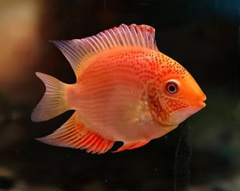 Severum Red Spotted