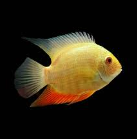 Yellow Severum