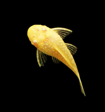 Bristlenose Pleco Albino
