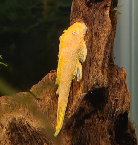 Bristlenose Pleco Albino