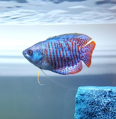 Neon Goura Cobalt