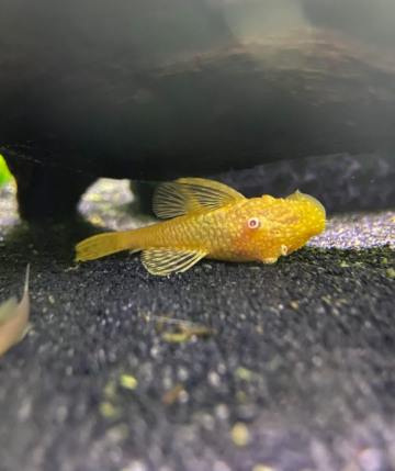 Bristlenose Pleco Albino