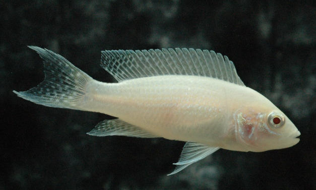 The Albino Brichardi