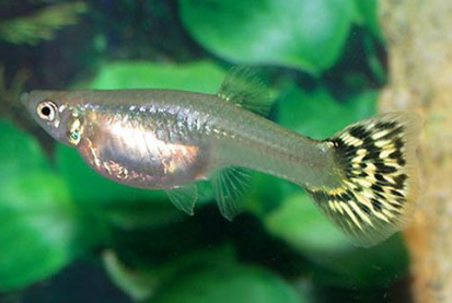 Female Guppy
