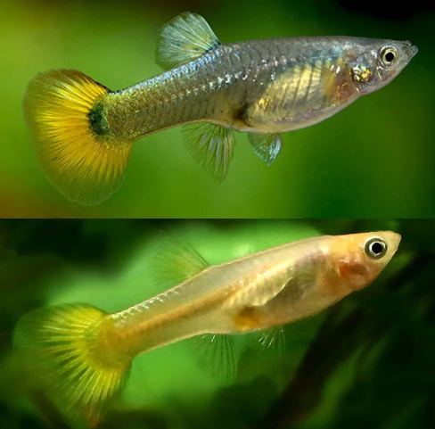 Female Guppy