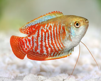 Dwarf Gourami