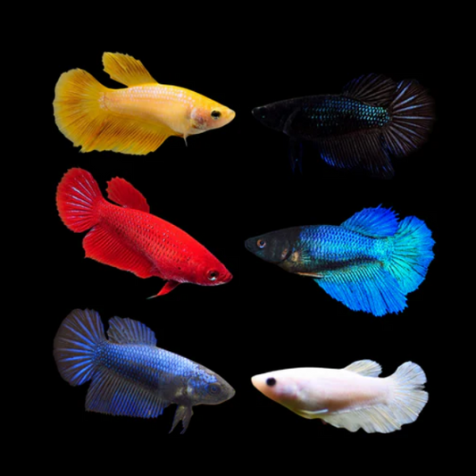 Female betta A-Grade