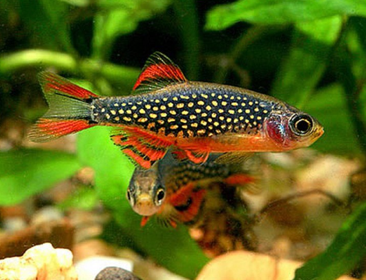 Micro Galaxy Rasbora