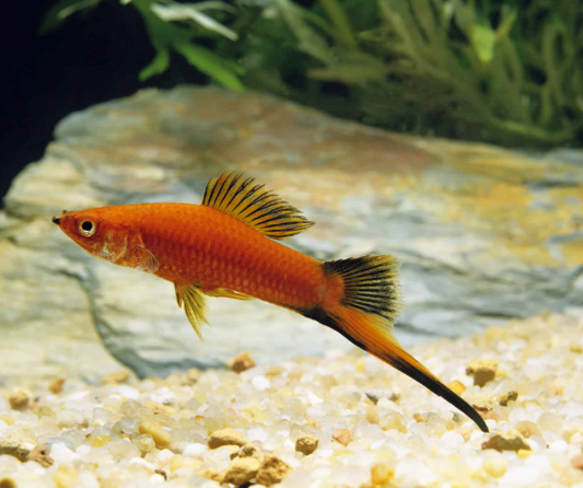High fin Sowrd tail
