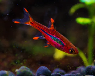Brigittae  Rasbora  Chilli Rasbora