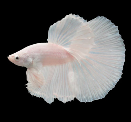 White OHM Betta