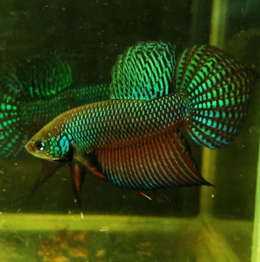 WIld betta allien