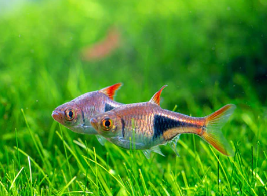 Espie Rasbora