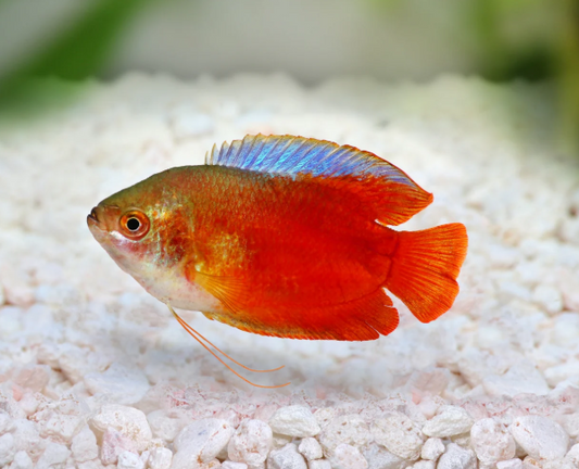 Red Lily Gourami