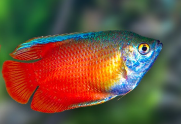 Red Lily Gourami