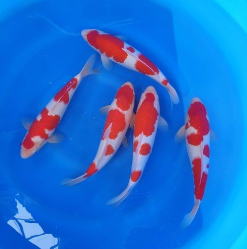 Japanese Koi patches Koi