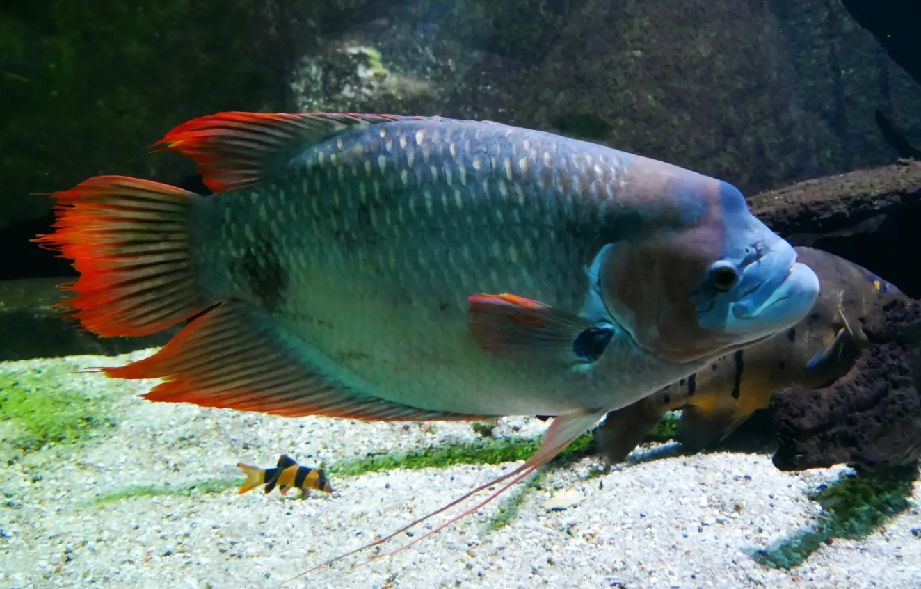 Red Tail Gaint Gourami