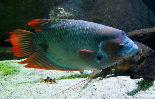 Red Tail Gaint Gourami