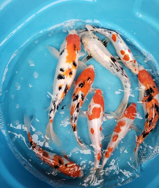 Mixed color Koi